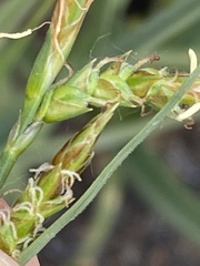 Carex triquetra