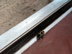 Hoplomutilla spinosa