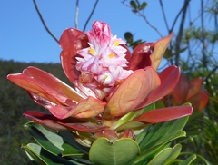Purdiaea velutina
