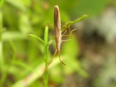 Protenor belfragei
