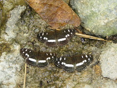 Janatella fellula
