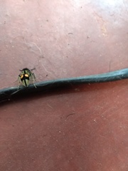 Hoplomutilla spinosa