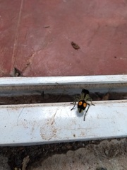 Hoplomutilla spinosa