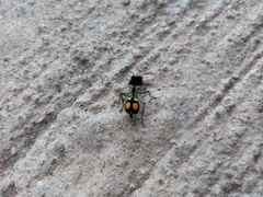 Hoplomutilla spinosa