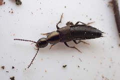 Philonthus decorus