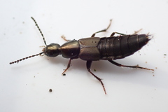 Philonthus decorus