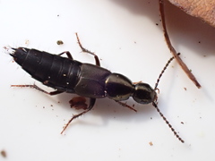 Philonthus decorus