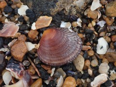 Gafrarium divaricatum