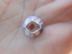 Balanus amphitrite saltonensis