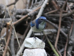 Aphelocoma californica