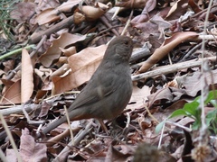 Melozone crissalis