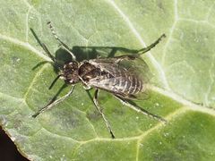 Sciapteryx consobrina