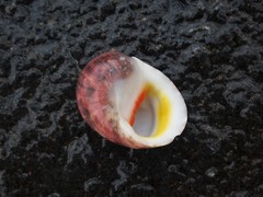 Nerita erythrostoma