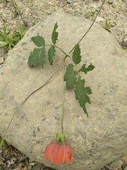 Caiophora canarinoides
