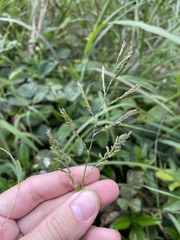 Eriochloa