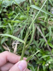 Eriochloa