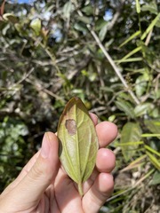 Mikania pachyphylla