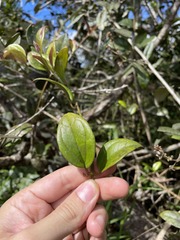 Mikania pachyphylla