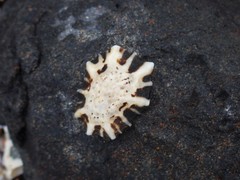 Patelloida saccharina