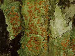 Brigantiaea leucoxantha