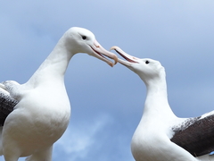 Southern Royal Albatross photo 3
