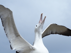 Southern Royal Albatross photo 2