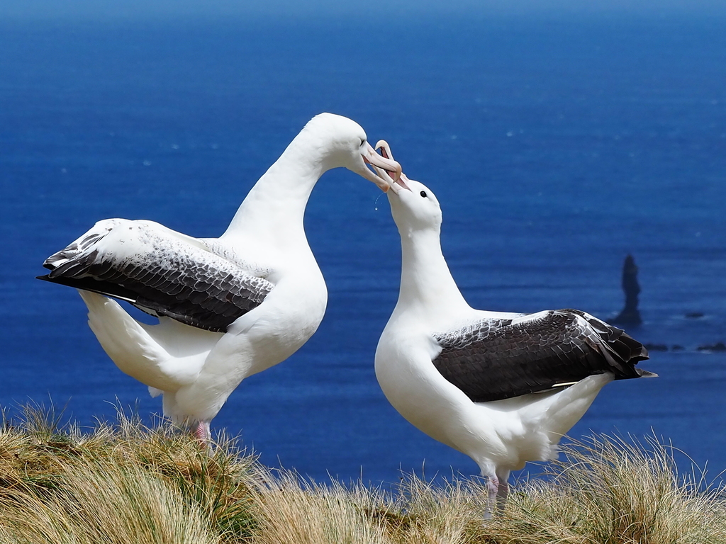 Southern Royal Albatross