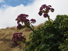 Anisotome latifolia