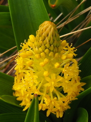 Bulbinella rossii