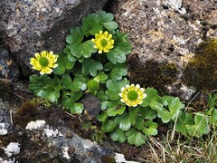 Ranunculus pinguis