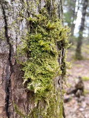 Metzgeria crassipilis