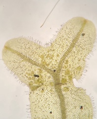 Metzgeria crassipilis