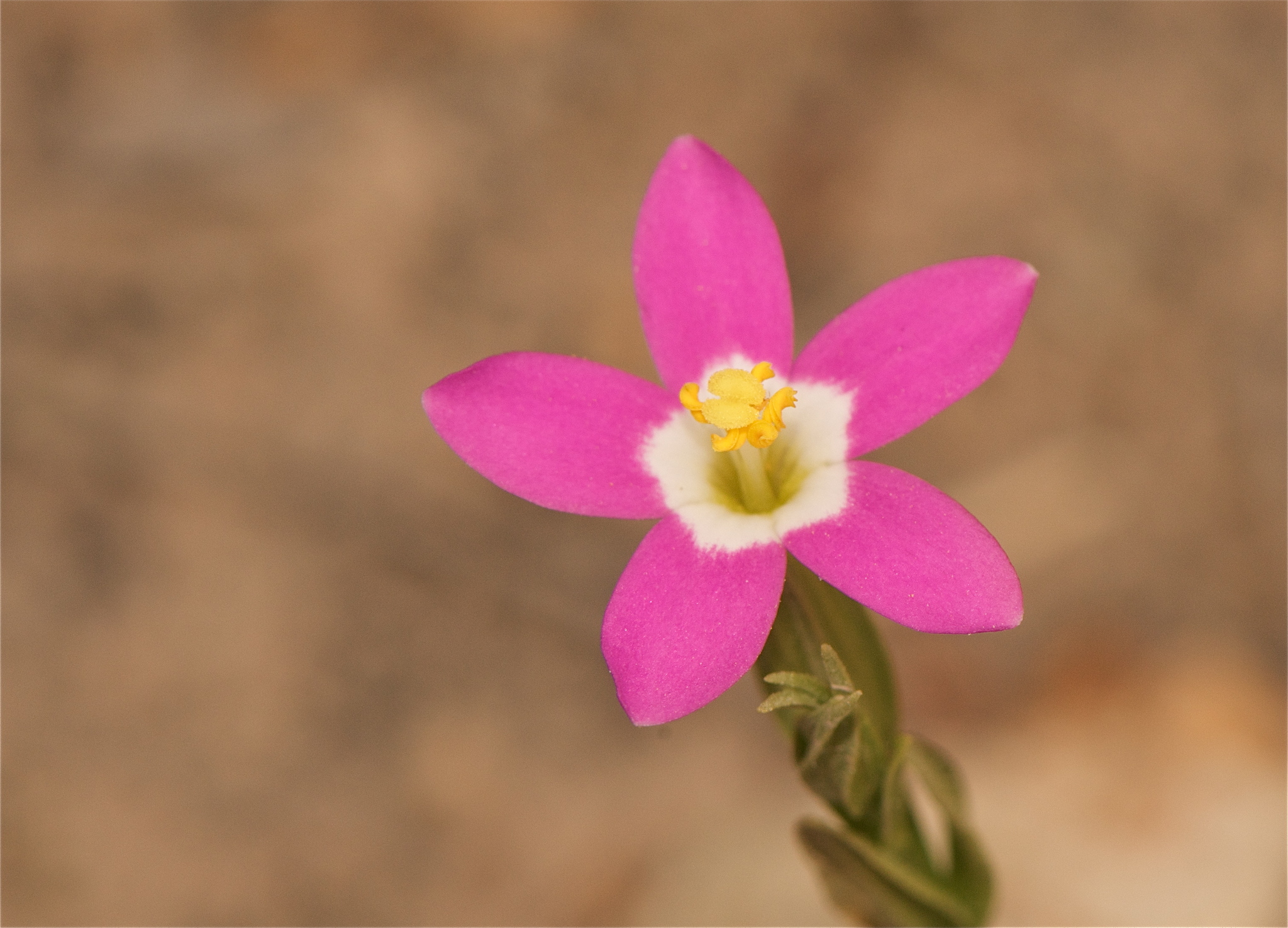 Zeltnera davyi