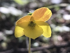 Viola lobata integrifolia