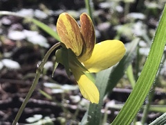 Viola lobata integrifolia