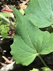Viola lobata integrifolia