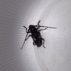 Aegomorphus circumflexus