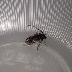 Aegomorphus circumflexus