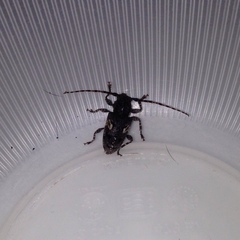 Aegomorphus circumflexus