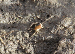 Myrmecophilus pergandei