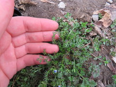 Matricaria discoidea