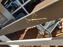 Tropidoderus gracilifemur