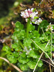 Cardamine subcarnosa
