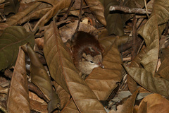 Crypturellus strigulosus