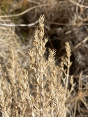 Nitrophila