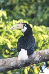 Blyth's Hornbill photo 5
