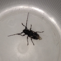 Aegomorphus circumflexus