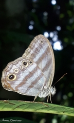 Magneuptychia ocypete