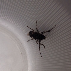 Aegomorphus circumflexus