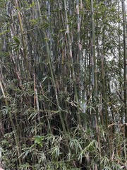 Bambusa chungii